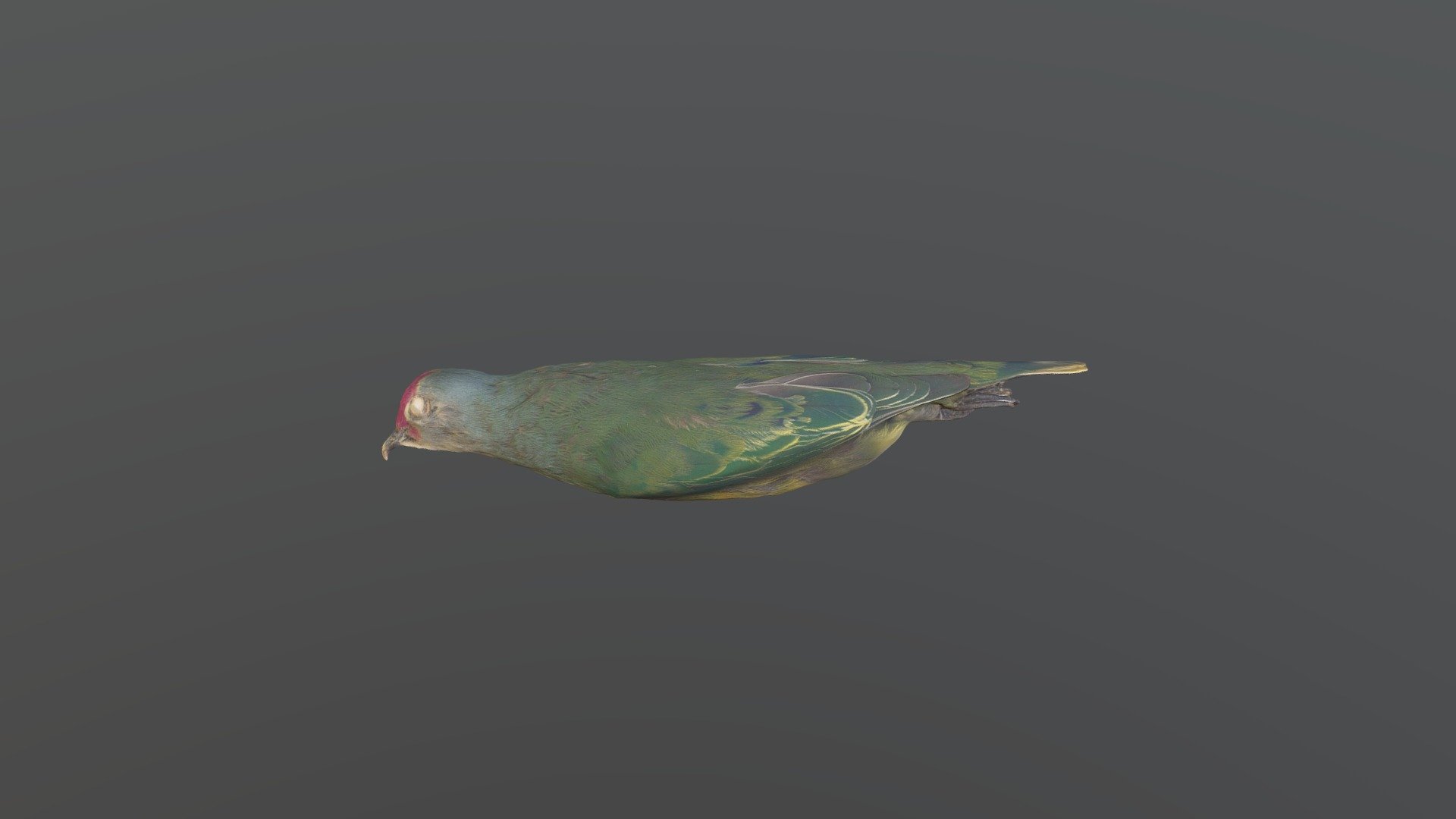 Mariana Fruit-Dove - Ptilinopus roseicapilla