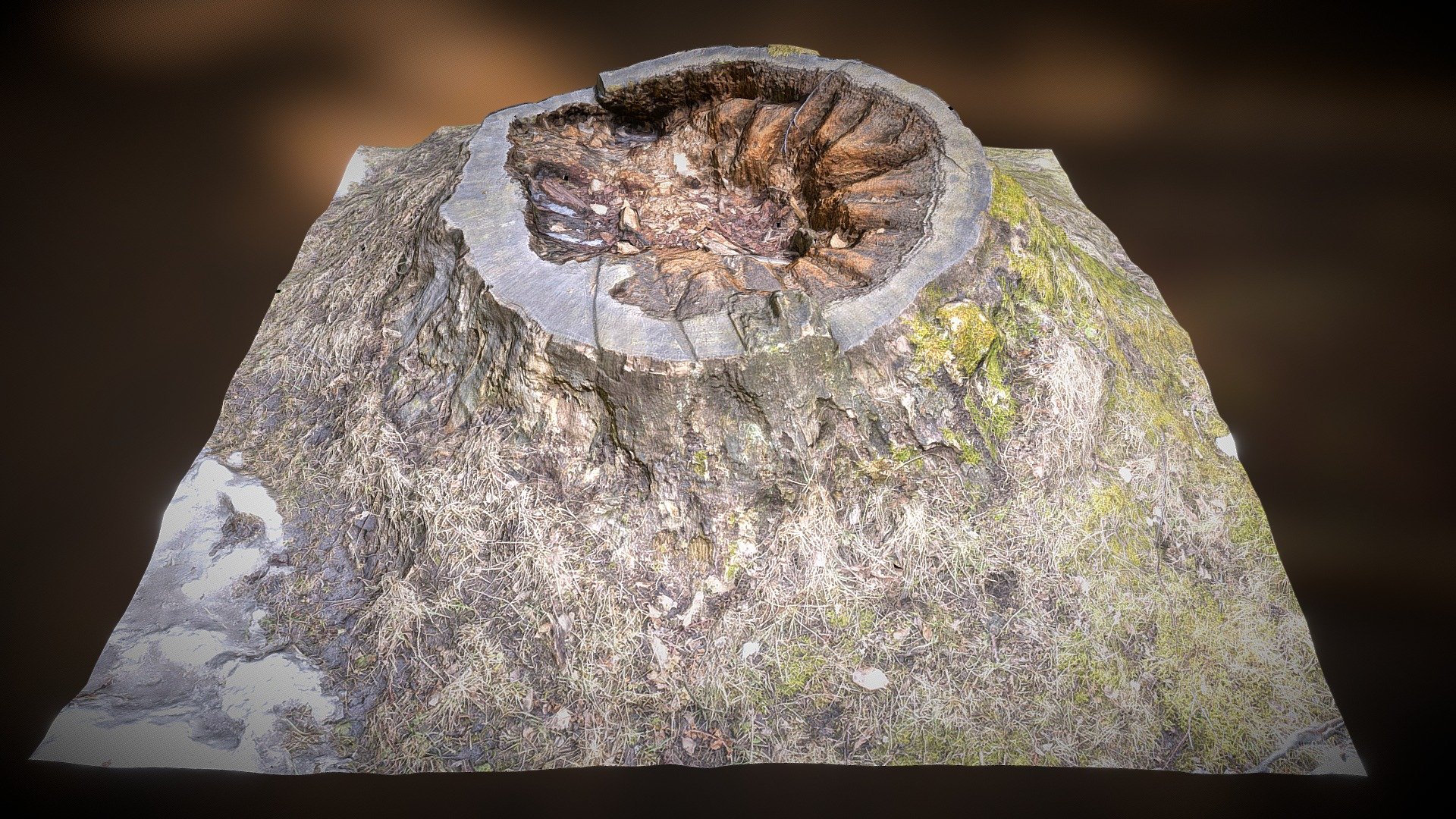 Stump 10