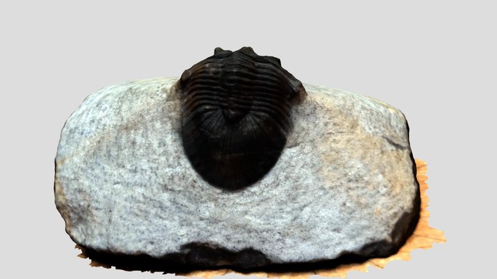 My first Trilo 3D Model