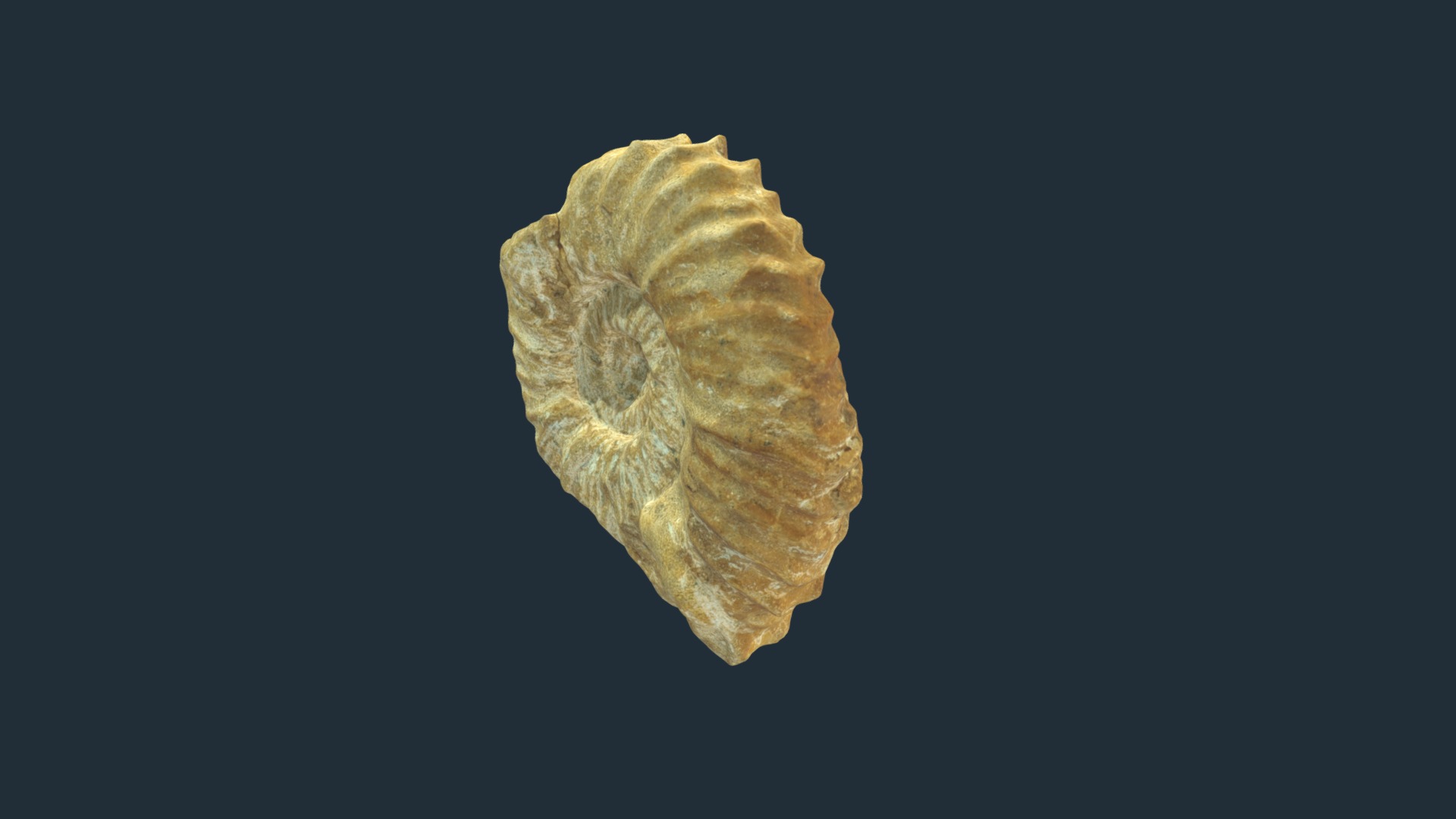 3D model Watinoceras sp. - This is a 3D model of the Watinoceras sp.. The 3D model is about a piece of food.