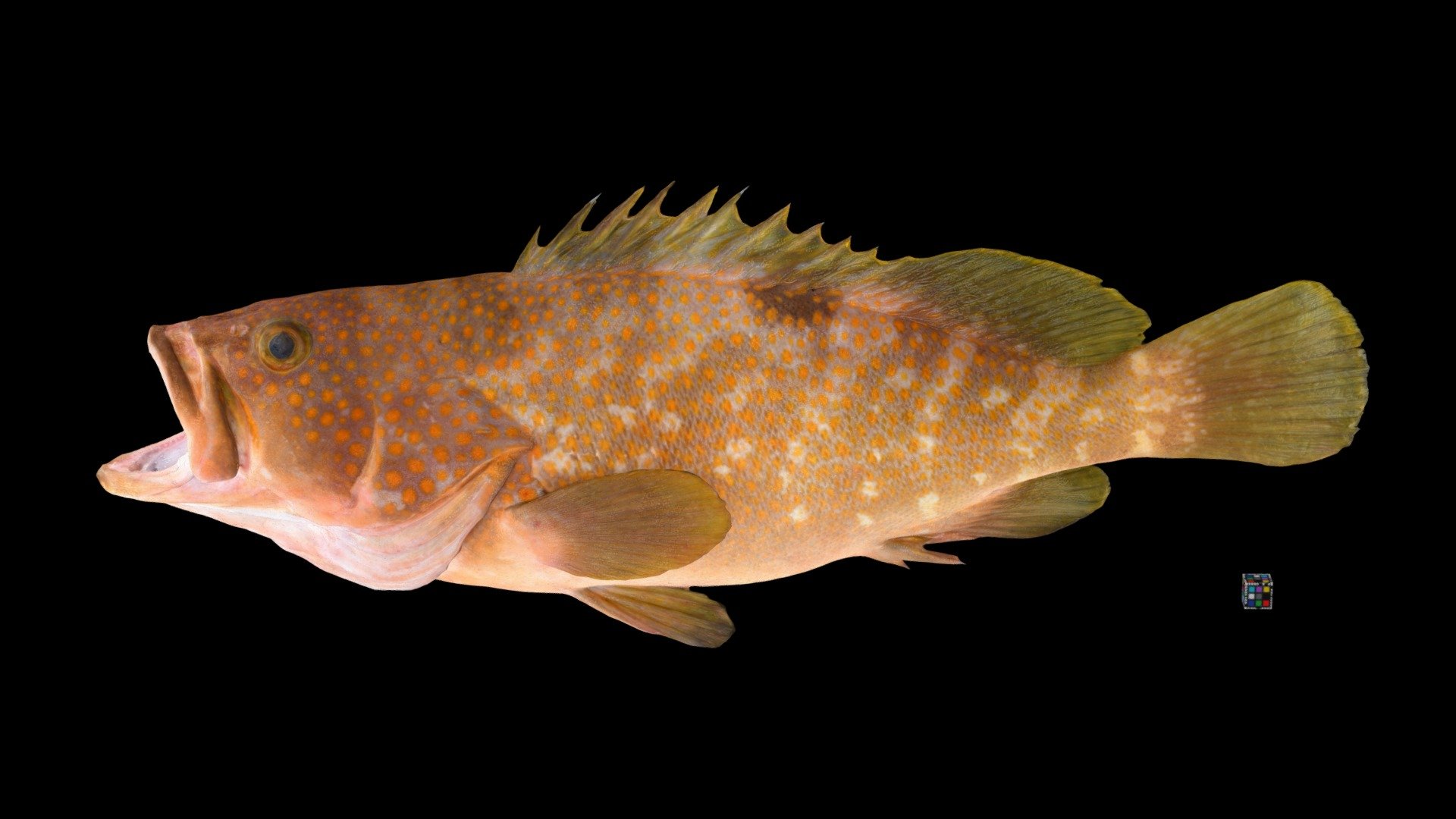 キジハタ Hong Kong Grouper, Epinephelus akaara Download Free 3D model by
