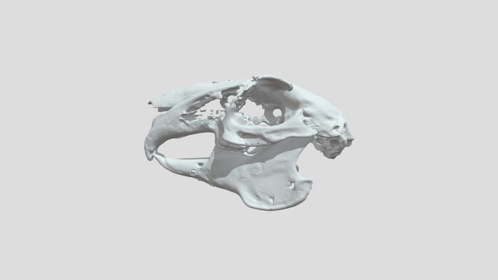 OSU Rabbit A3 Readytoupload 3D Model