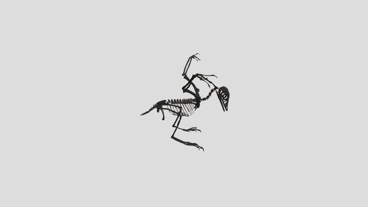 Fukuipteryx prima (3D Reconstruction) 3D Model