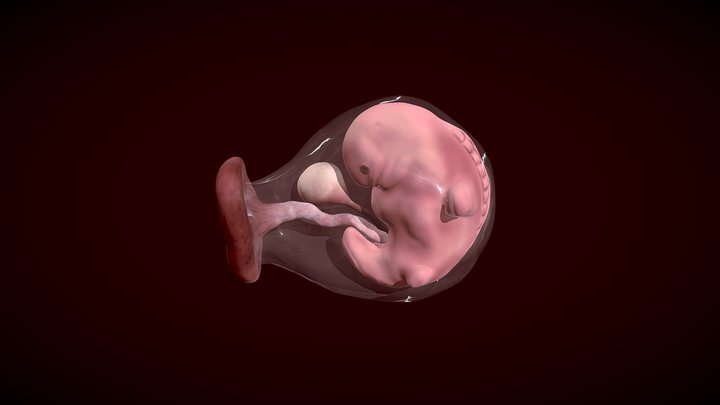6 week human foetus in amniotic sac 3D Model