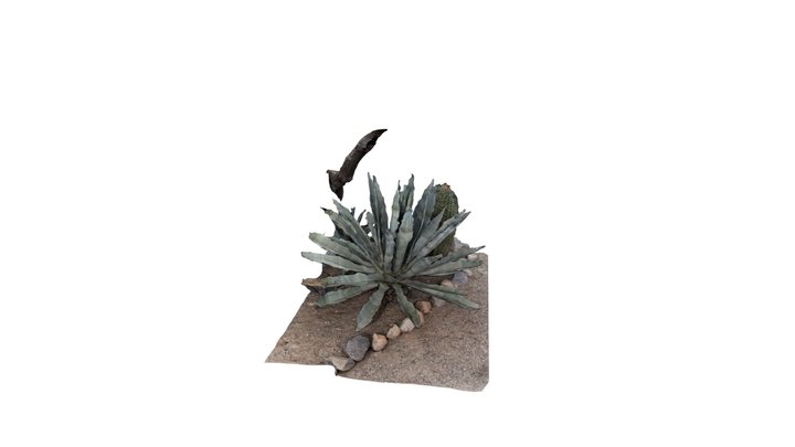 Agave Plant and Cactus 3D Model