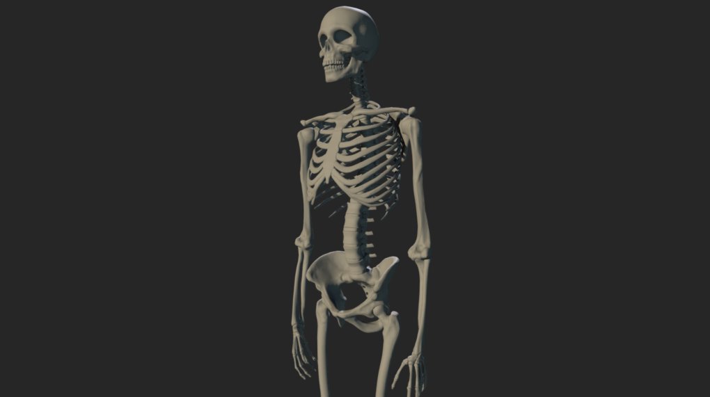 human skeleton 3d model maya free download