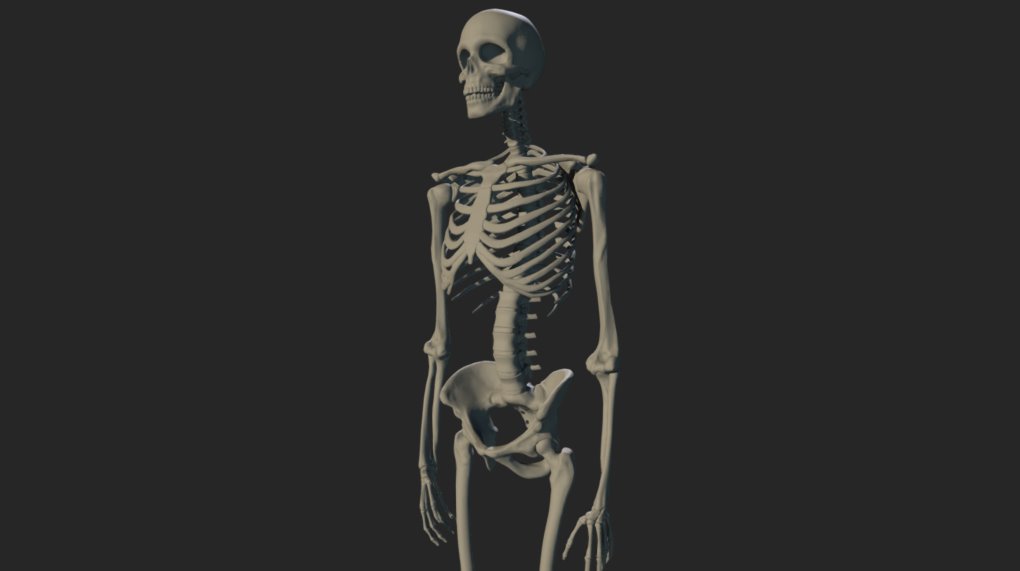 free skeleton 3d model rigged blender