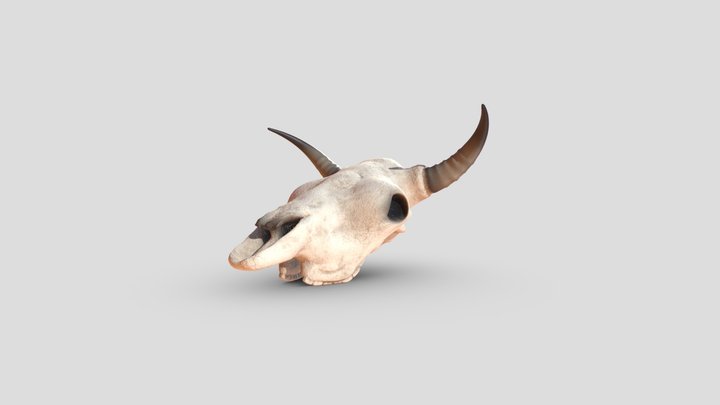 Cow Skull 3D Model