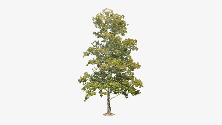 Platanus occidentalis I 3D Model