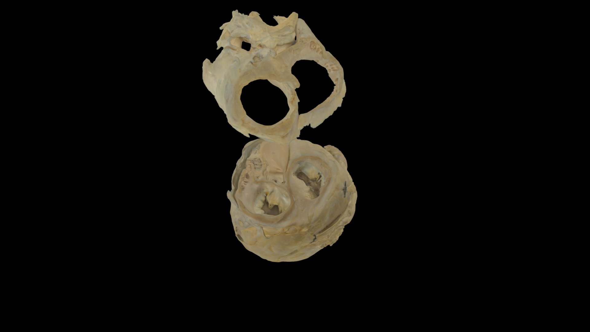 Plastinated Black Bear Heart with Pericardium