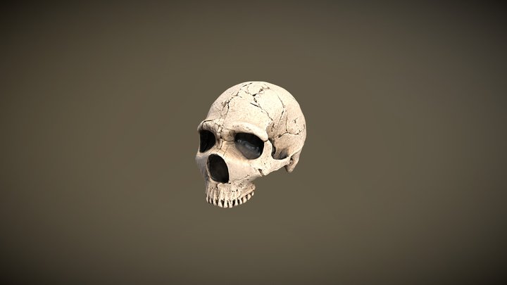 Homo Neanderthalensis 3D Model