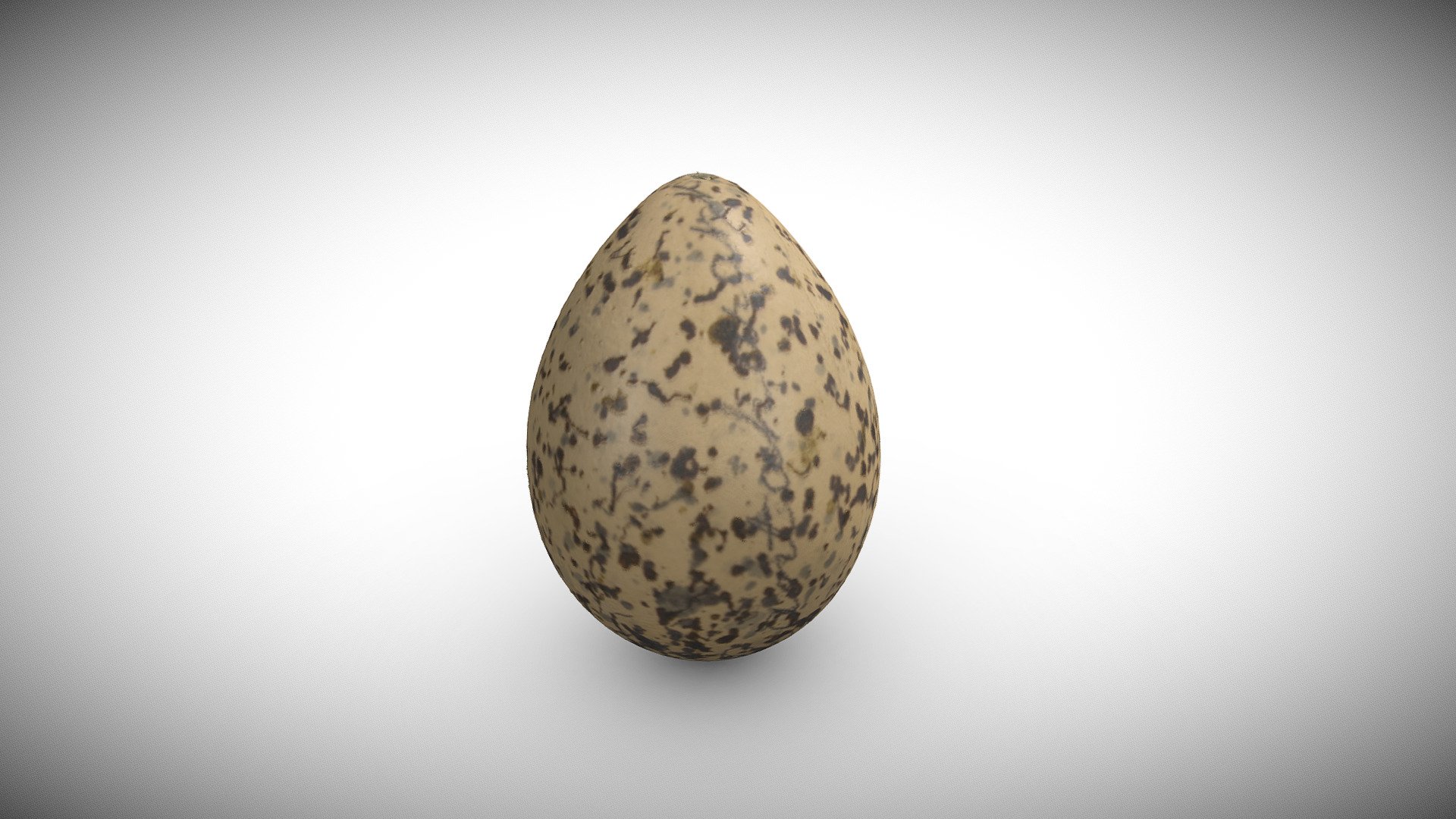Eurasian Oystercatcher Haematopus ostralegus Egg