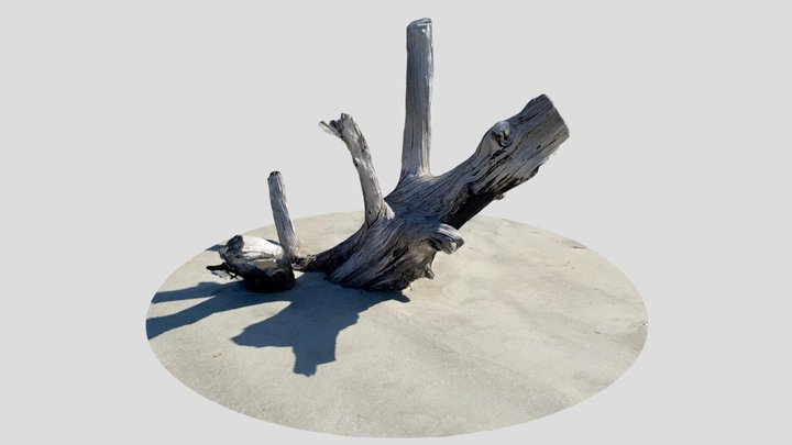 Driftwood Beach 3D Model