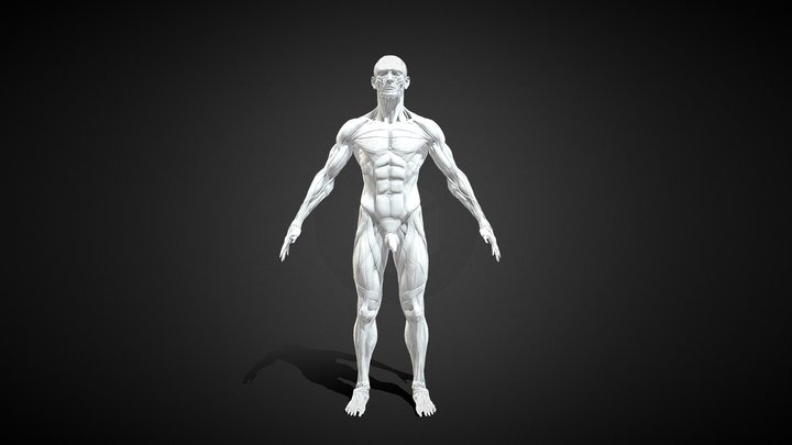 人体解刨 3D Model