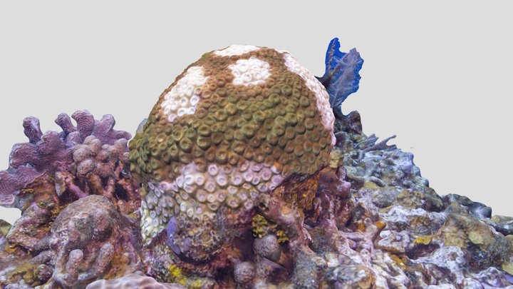 Great Star Coral (SCTLD) / Montastrea cavernosa 3D Model