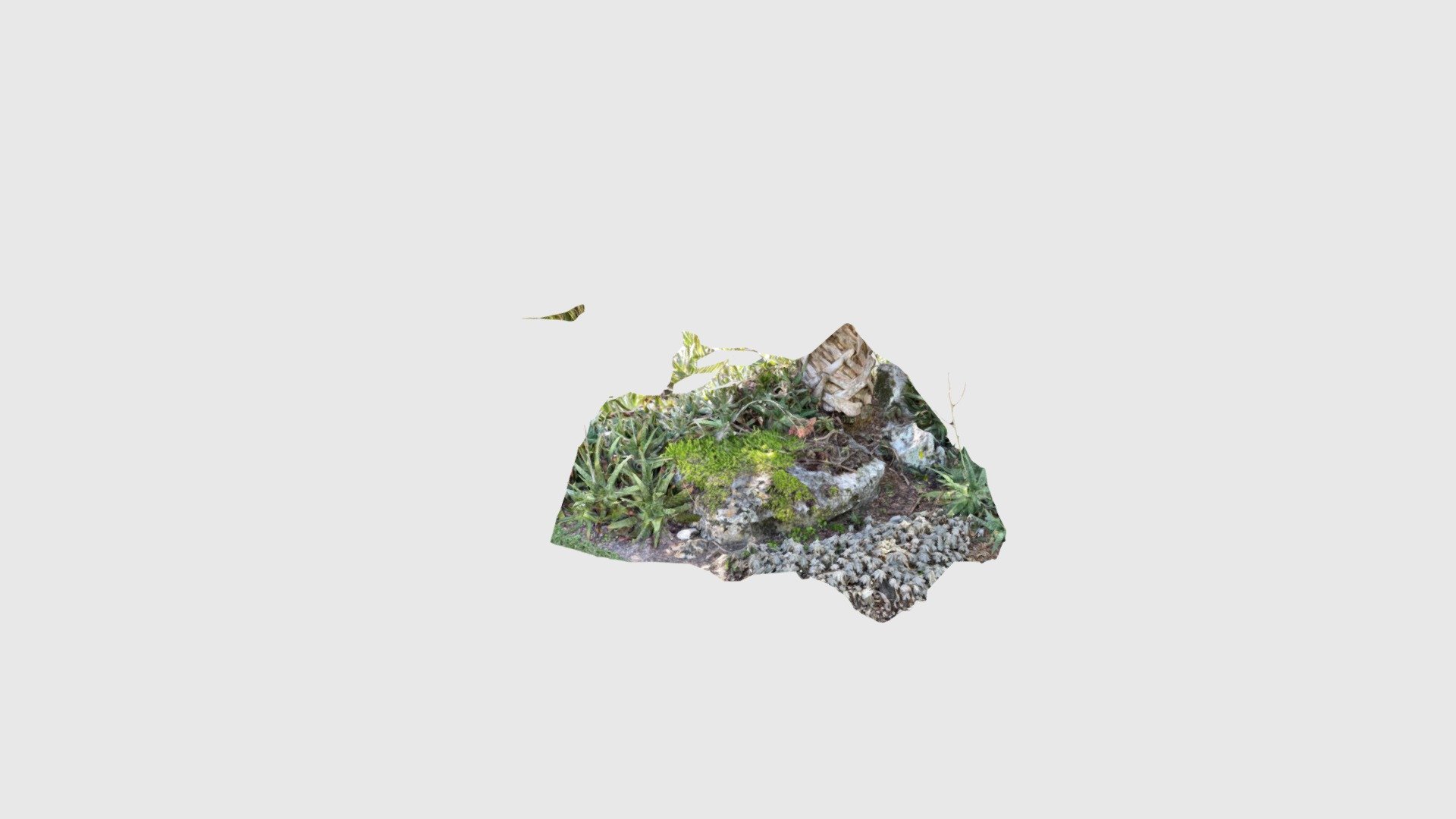 Kanapaha Gardens - mossy rock and tropical plant
