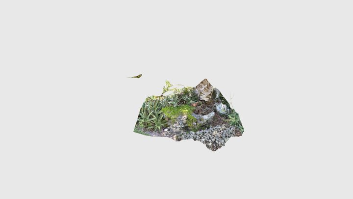 Kanapaha Gardens - mossy rock and tropical plant 3D Model