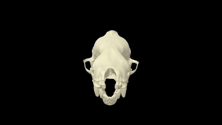 Eptesicus fuscus (big brown bat) skull 3D Model