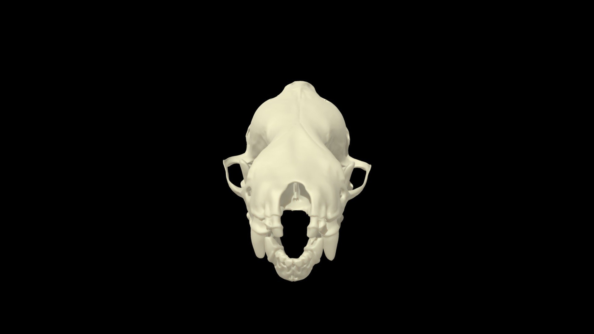 Eptesicus fuscus (big brown bat) skull - 3D model by jpeter99 [4dfca32