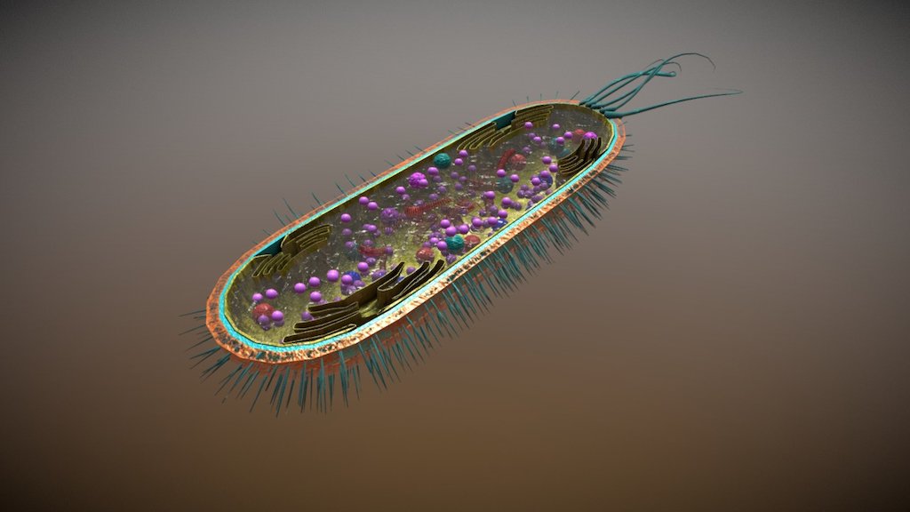 Biology bacterial Cell - 3D model by pavelmo4alov (@pavelmo4alov