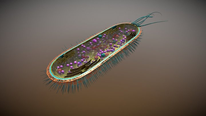 Biology bacterial Cell 3D Model