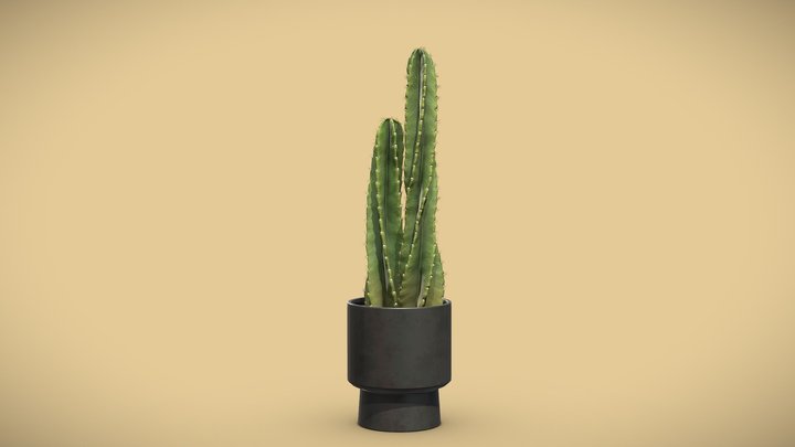 mersch cactus Cereus forbessi 'Ming Thing' Cactus| Large Cactus For Sale Online main image 1