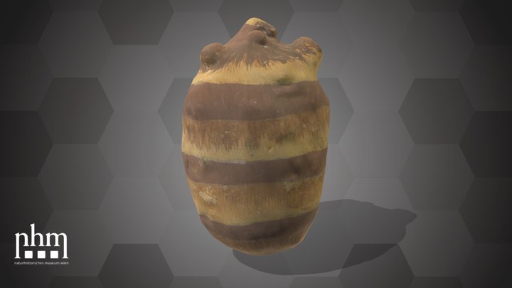 Bulb of an Araceae (NHMW-AFW-DING-0046-125) – Modèle 3D gratuit STL