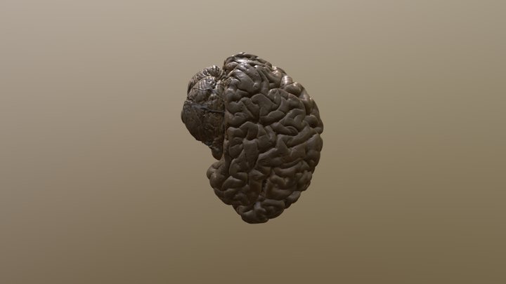 Brain without dura mater 3D Model