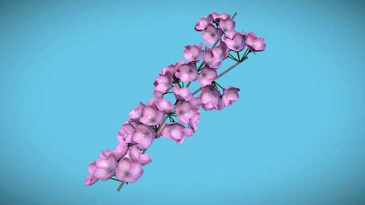 Cherry Blossom 3D Model
