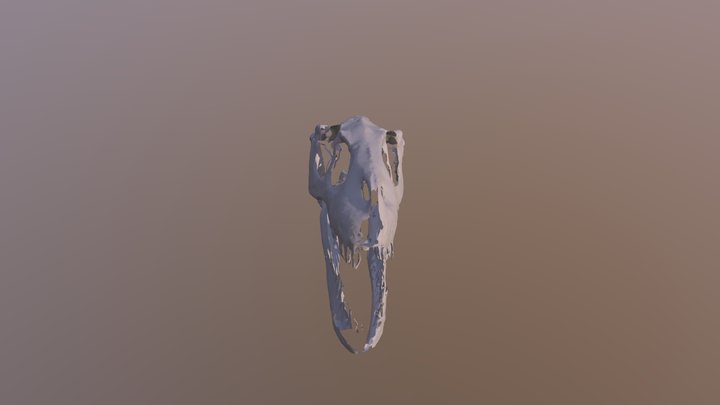 Drom Albertensis Skull 1 3D Model
