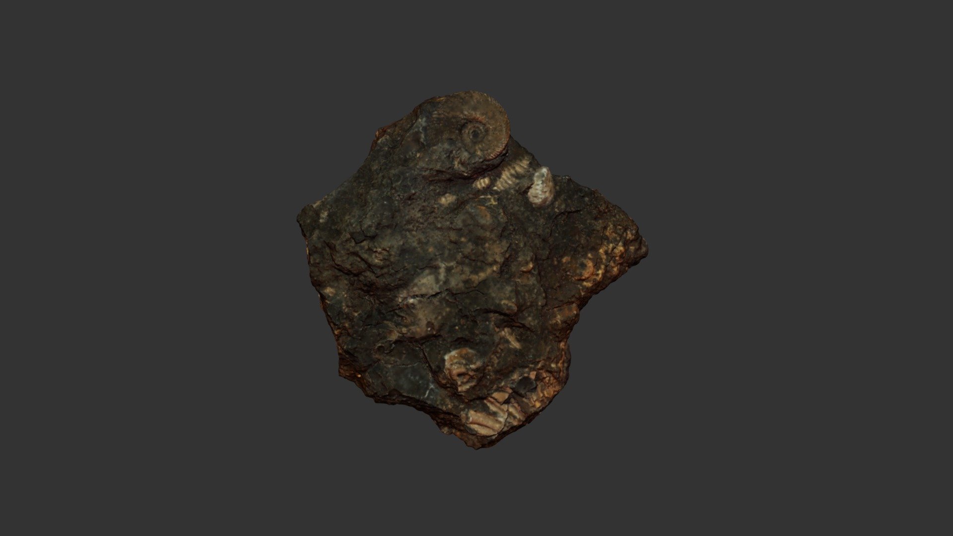 Ammonites eudoxus