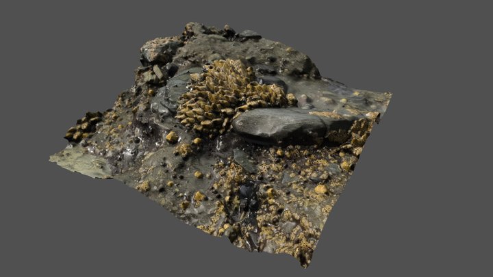 Goosenecks In The Tide Pool - Photoscan – Kostenloses 3D-Modell STL
