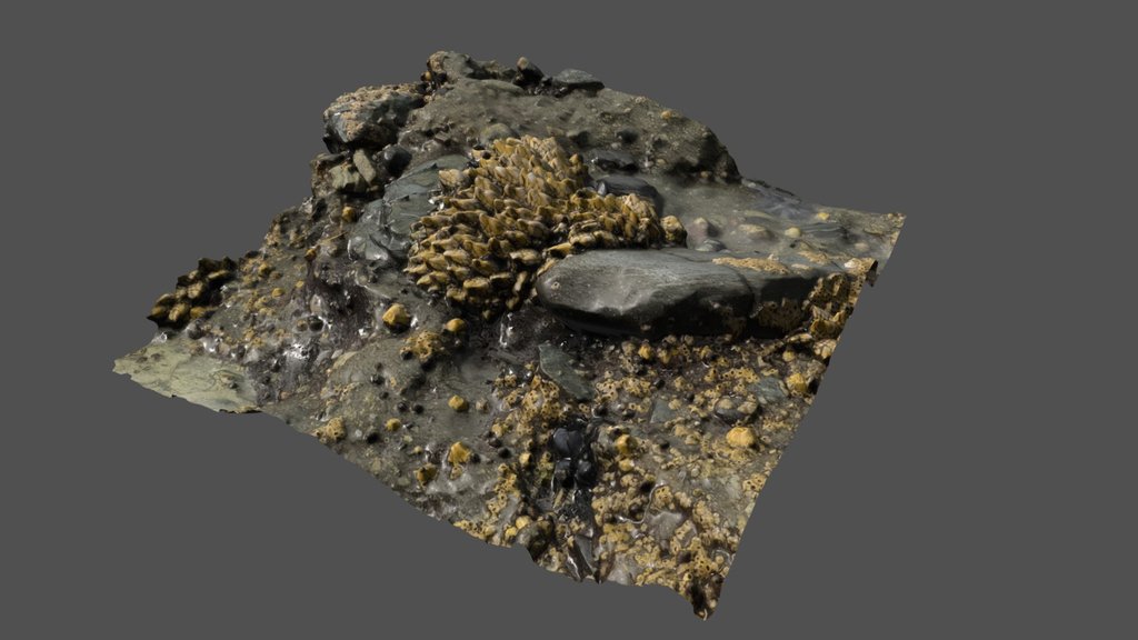 Goosenecks In The Tide Pool - Photoscan