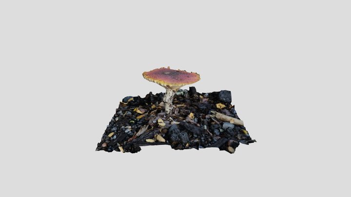 Amanita