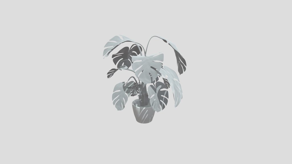 The Swiss Cheese Plant