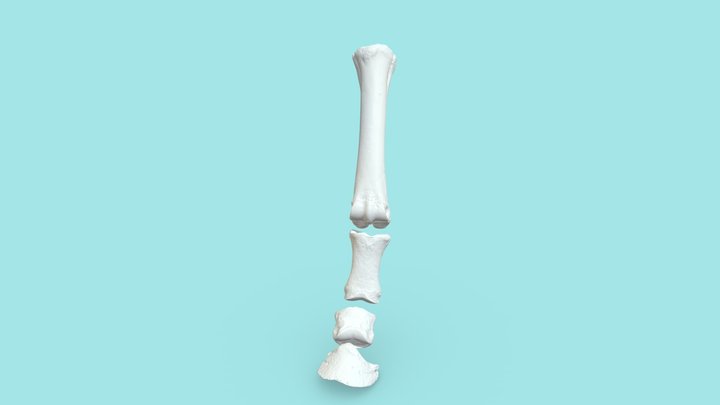 Distale GLM Pferd klein 3D Model