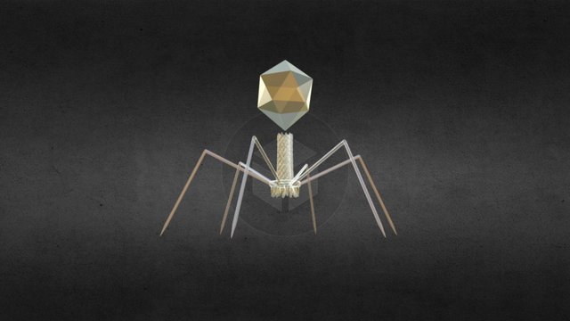 T4 Bacteriophage1 3D Model