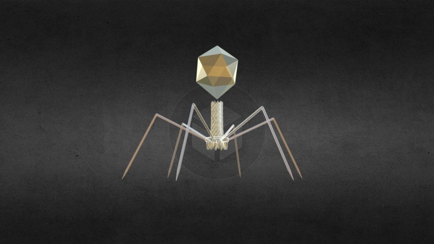 T4 Bacteriophage1