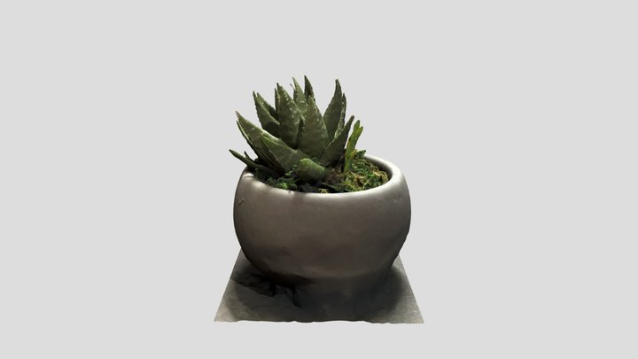 Haworthia Zebra Plant 3D Model
