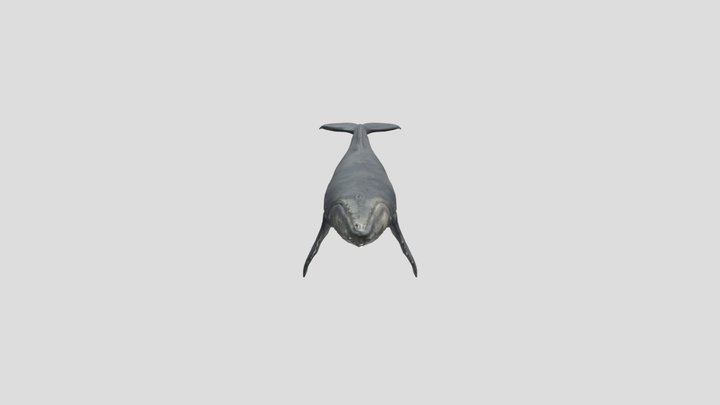 Humpback whale 3D Model