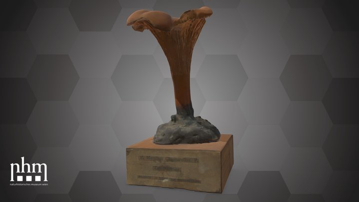 Merulius Chantarellus (NHMW-AFW-DING-0091-002) – Modello 3D gratuito STL
