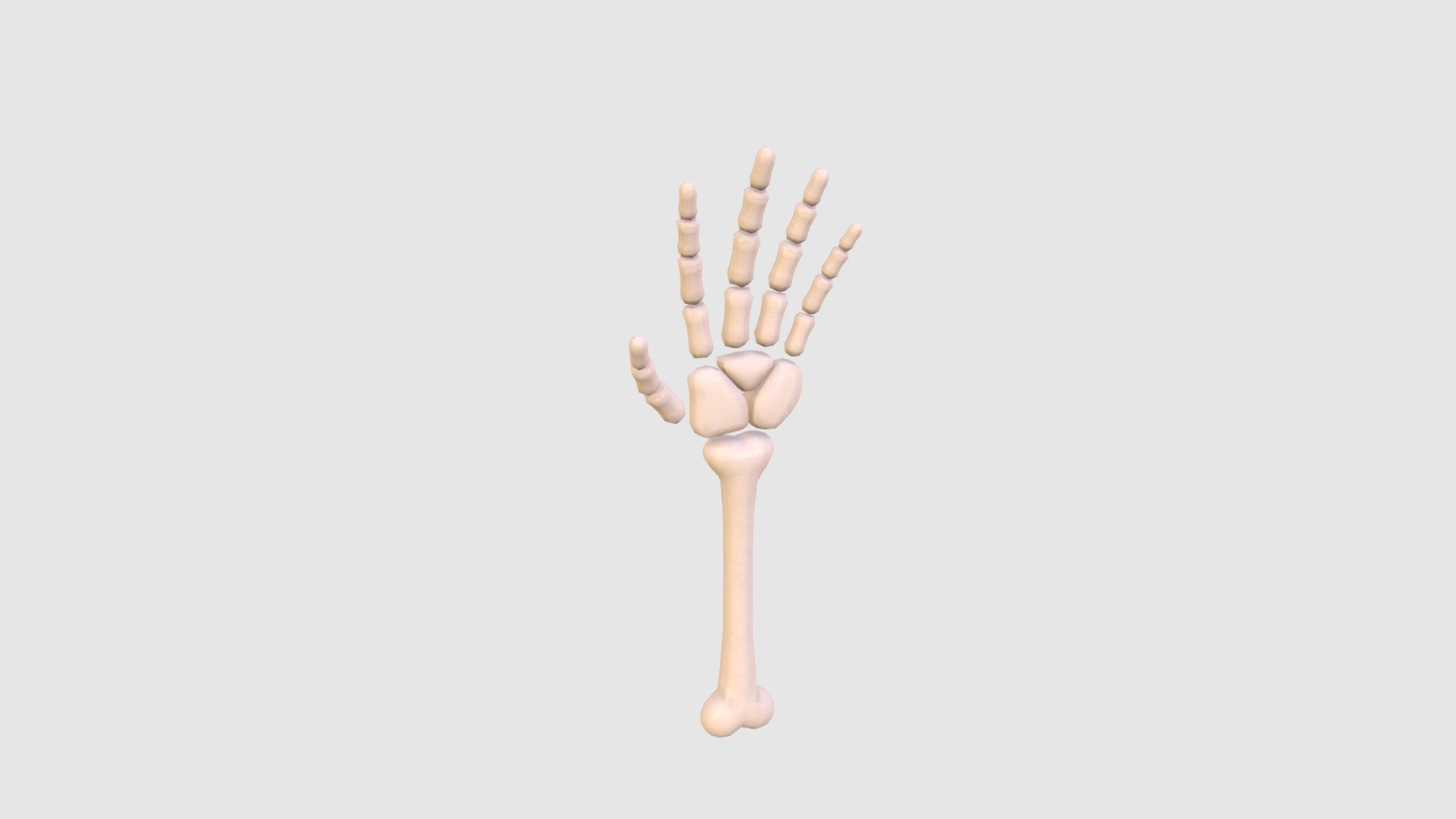 Arm Bone - Buy Royalty Free 3D model by bariacg [4e13a0a] - Sketchfab Store