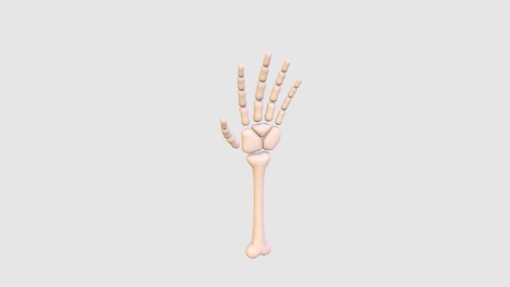 Arm Bone 3D Model
