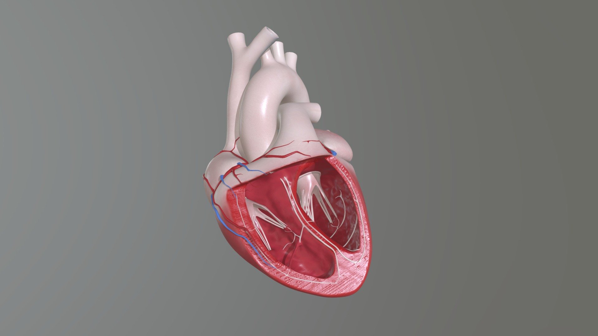 Realistic human half heart - 3D model by eduard.riegel [4e18a60 ...