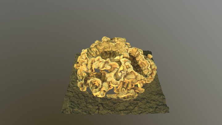 Goblet Sponge 3D Model