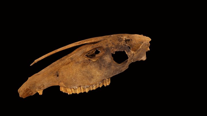 Hippidion saldiasi skull 3D Model