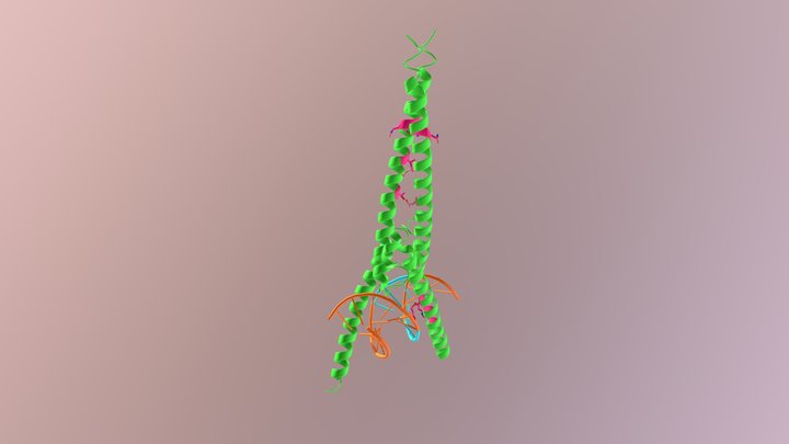 Omo-myc homodimer bound to DNA 3D Model