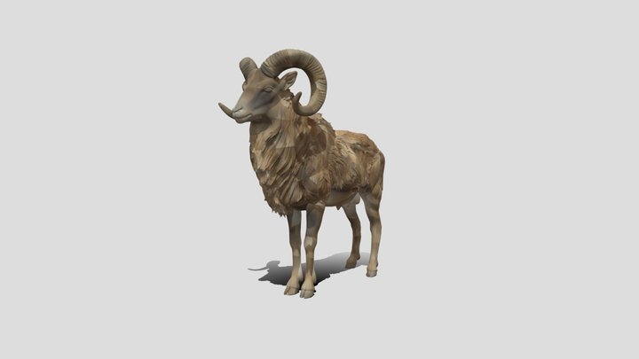 Urial animal 3D Model