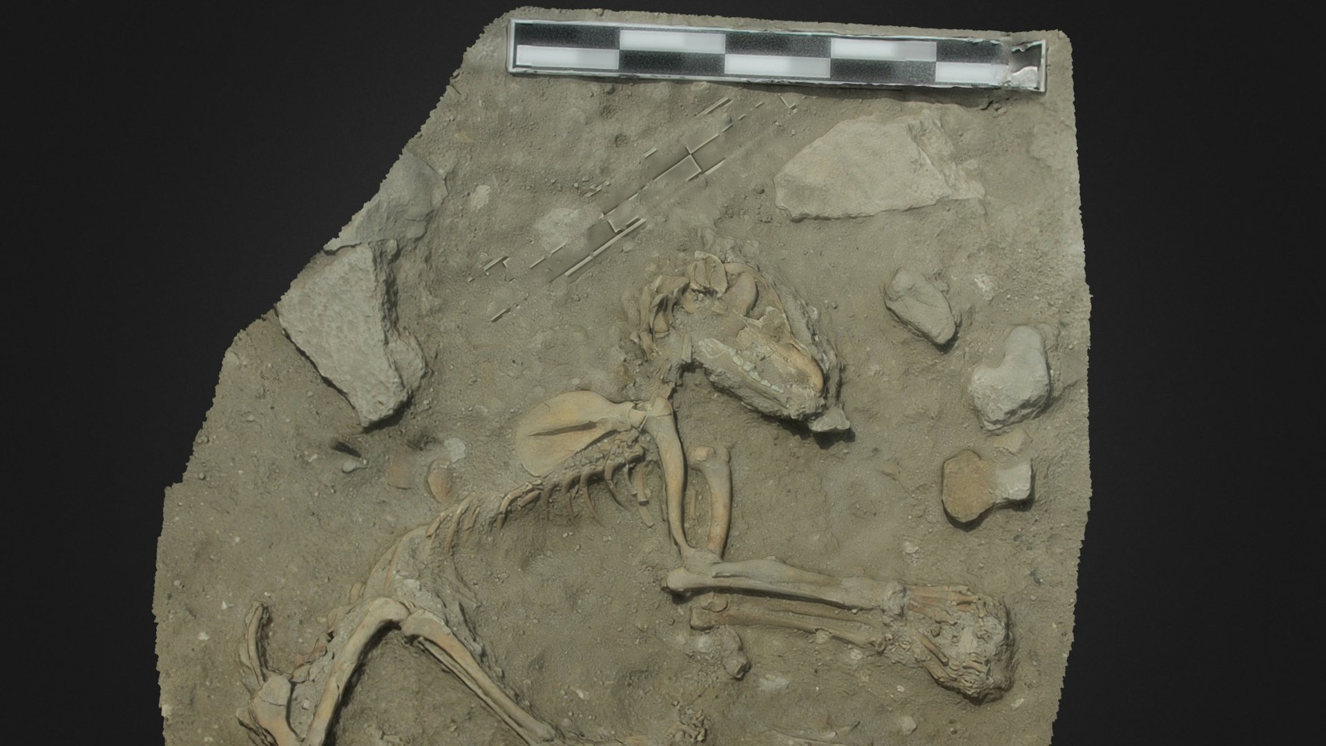 Gezer 9th Century BCE Dog Burial