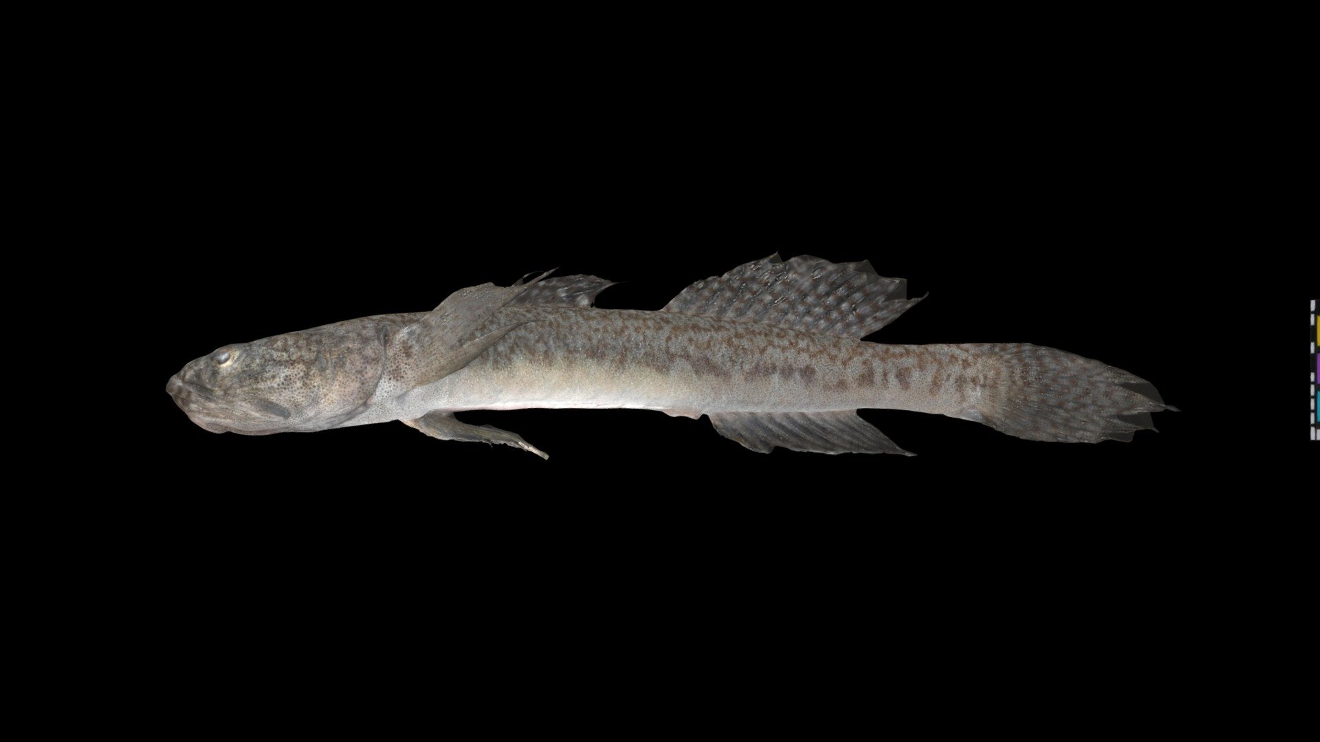 CC0 キセルハゼ 🐟 Cylinder Goby, G. cylindricus — Sketchfab embed 3D viewer